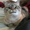 katou